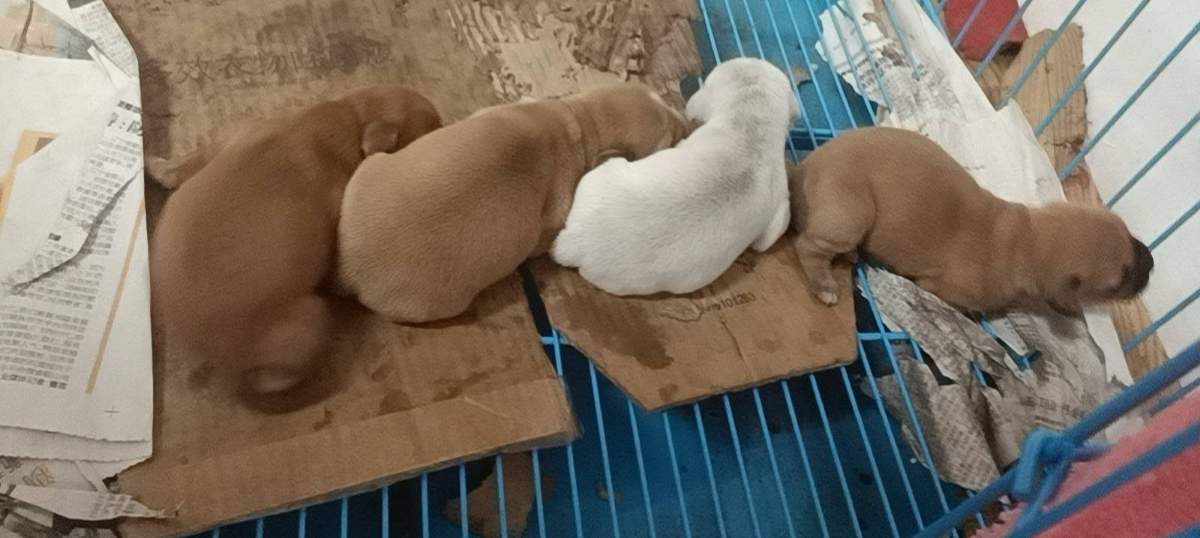 哈撒仙品种宠物狗招聘传承人