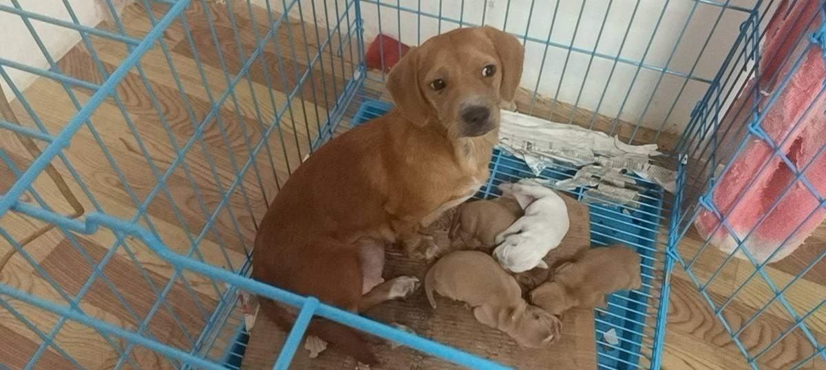 哈撒仙品种宠物狗招聘传承人